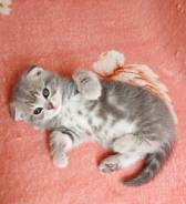 Шотландская кошка.