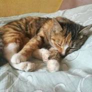 Кошки.