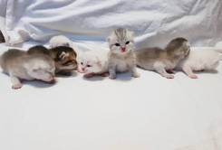 Шотландская кошка.