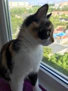 Кошки.