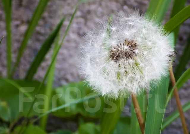 Pentax X-5. 15 - 19.9 ��, ���: 14� � ����� ����