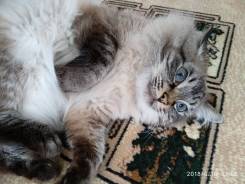 Невская маскарадная кошка.