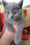 Шотландская прямоухая кошка.
