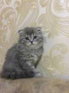Шотландская кошка.
