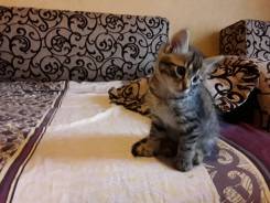 Кошки.