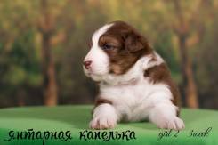 Австралийская овчарка. Под заказ