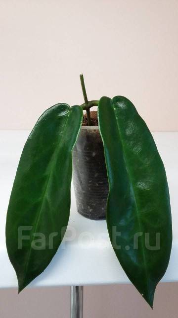 Хойя onychoides