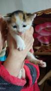 Отдам котят!