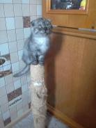 Шотландская вислоухая кошка.