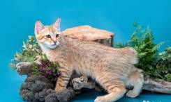 Котенок породы pixie-bob