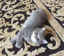 Шотландская кошка.