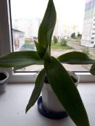 Каллизия.