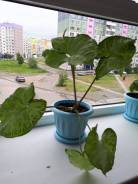 Сингониум.