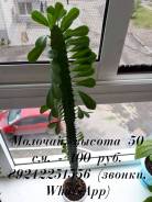 Молочай.