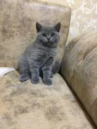 Шотландская кошка.