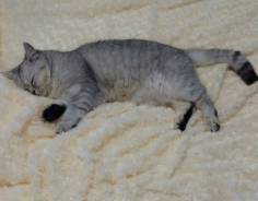 Вязка кошек.