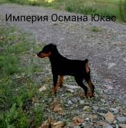Цвергпинчер.