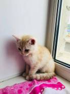 Шотландская прямоухая кошка.