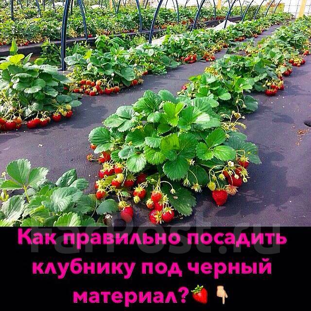 Черный материал Агротекс от сорняков для клубники (геотекстиль), новый ...