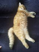 Кошки.