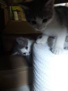 Кошки.