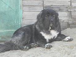 Кавказская овчарка.