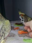 Попугаи Кореллы.