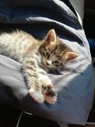 Кошки.