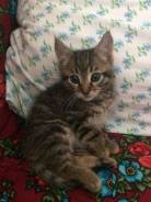 Кошки.