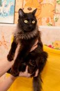 Молодой котик ищет дом