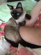 Тайская кошка.