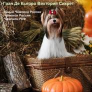 Бивер-йоркширский терьер.