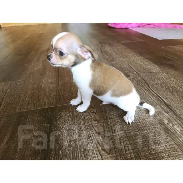 ��������. ����