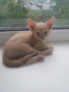 Кошки.