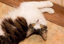 Молодой котик ищет дом