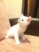 Шотландская прямоухая кошка.