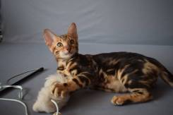 Бенгальская кошка. Под заказ