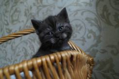 Шотландская прямоухая кошка.
