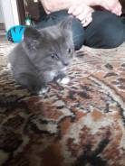 Отдам котенка в хорошие руки