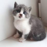 Шотландская кошка.