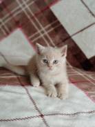 Шотландская прямоухая кошка.