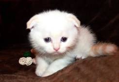 Шотландская вислоухая короткошерстная кошка.