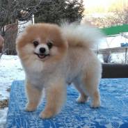 Померанский шпиц.