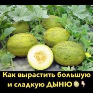 Дыня.