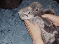 Шотландская вислоухая кошка.