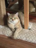 Британская кошка.