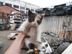Кошки.