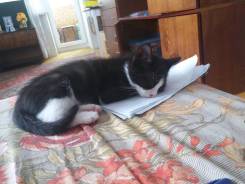 Котята