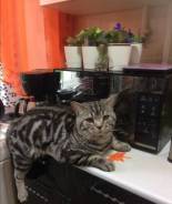 Британская кошка.