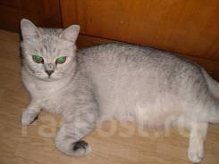 Шотландская прямоухая кошка.